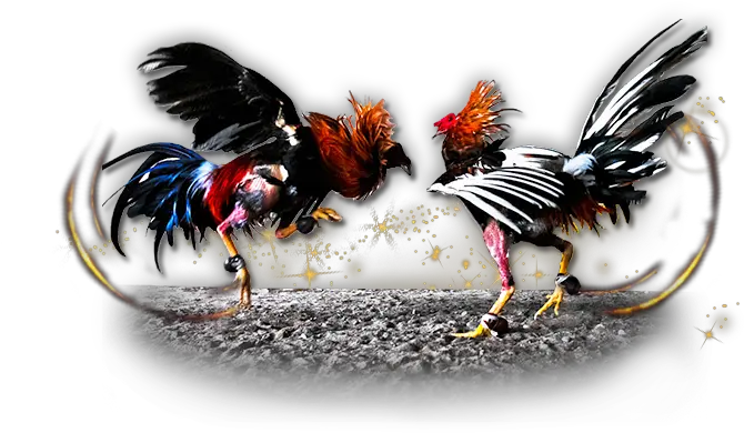  Gamecock Chicken Cockfight Gambling Ch 1283517 Png Cock Fight Png Chicken Clipart Png