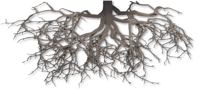  Download Hd Scientific Medical Roots Tree Png Transparent Tree Roots Png