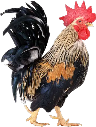  Rooster Png Images Rooster Collar Hen Png