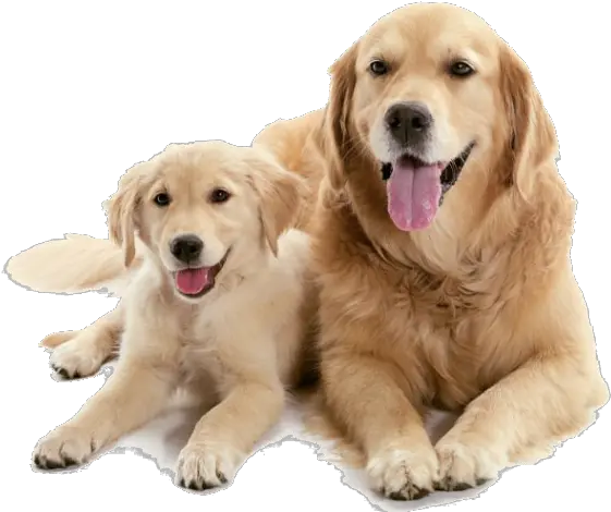  Should I Get A Puppy Or Adult Dog Puppy And Adult Dog Png Puppy Png