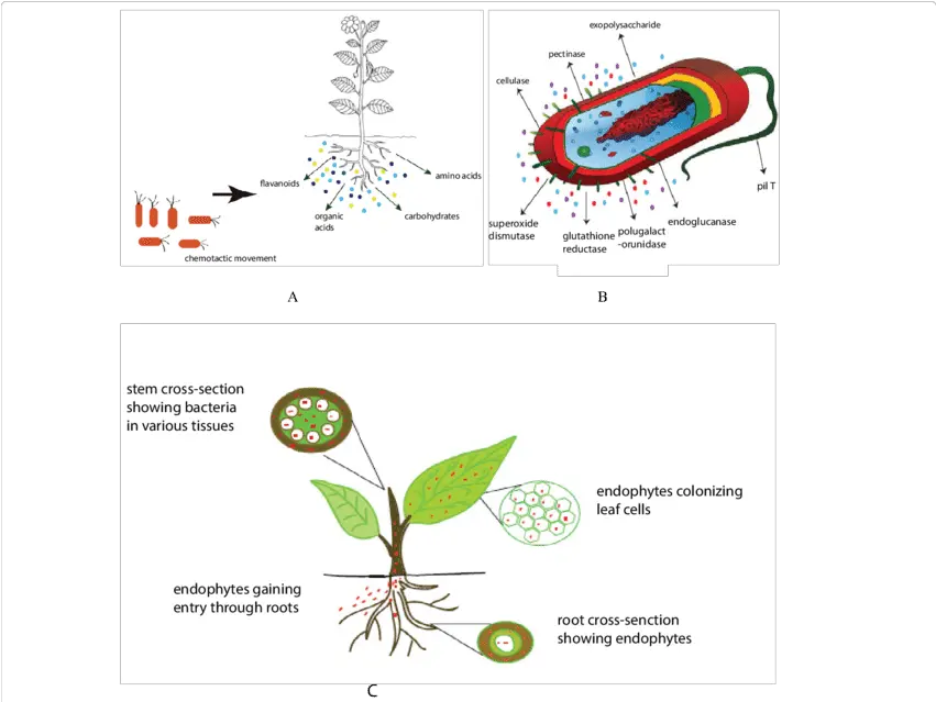  A Chemotactic Movement Of Bacteria Towards Plant Roots In Chemotactic Movement In Plants Png Bacteria Transparent Background