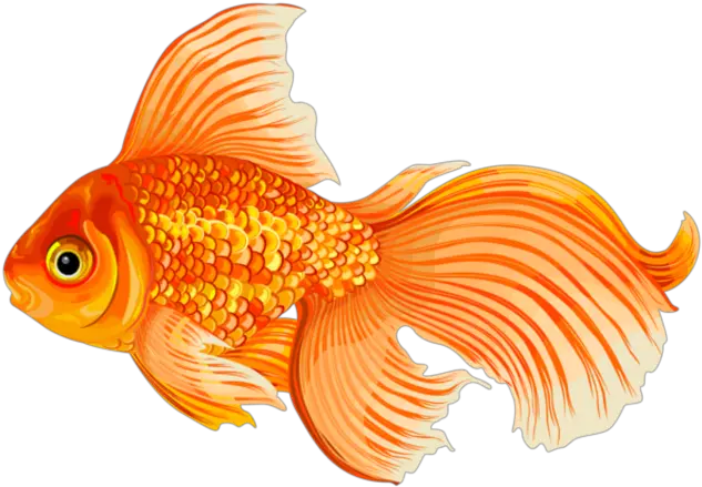  Goldfish Png User Saksham 0 Molly Fish Clip Art Goldfish Png