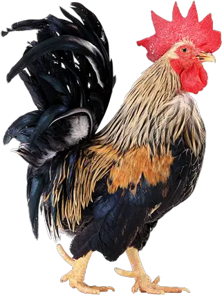  Rooster Png Images Horoz Png Rooster Png