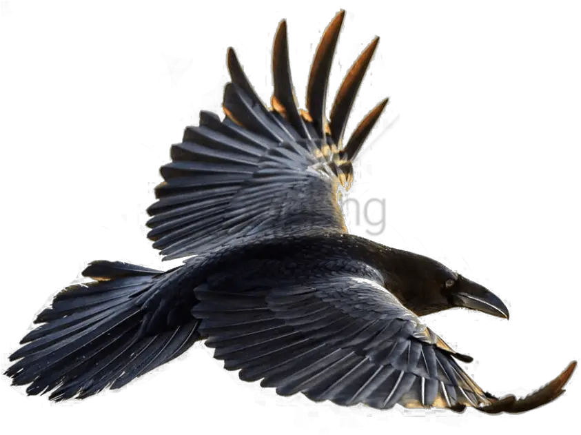  Raven In Flight Drawing Free Download Flying Crow Transparent Background Png Raven Transparent