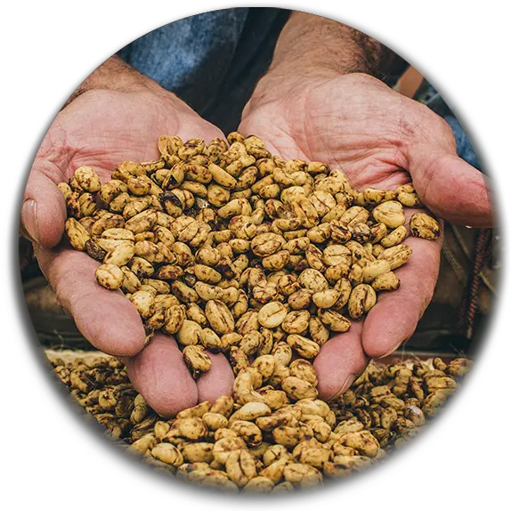  Pinto Bean Growers Pulse Png Beans Png