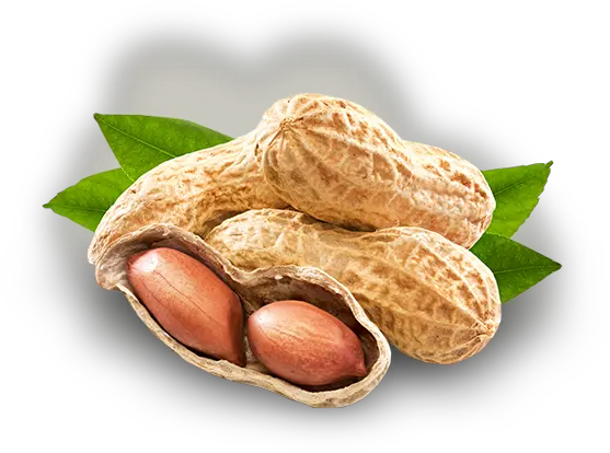  Peanut Png Photo Coconut Sesame Groundnut Oil Peanut Png