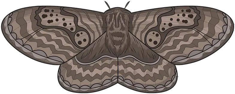  Brahmeid Moth Clipart Free Download Transparent Png Moth Clipart Moth Png