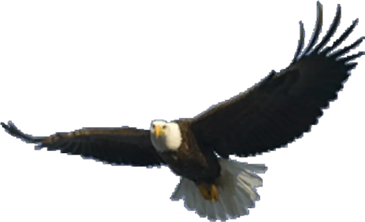  Eagle Png Image Eagle Flying Transparent Background Bald Eagle Png