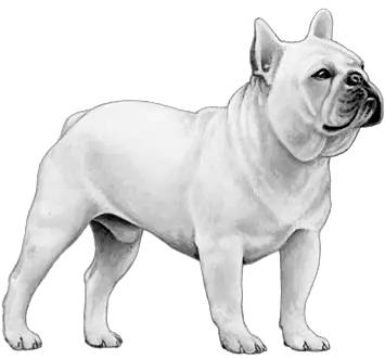  French Bulldog Png Image Bull And Terrier Bulldog Transparent Background