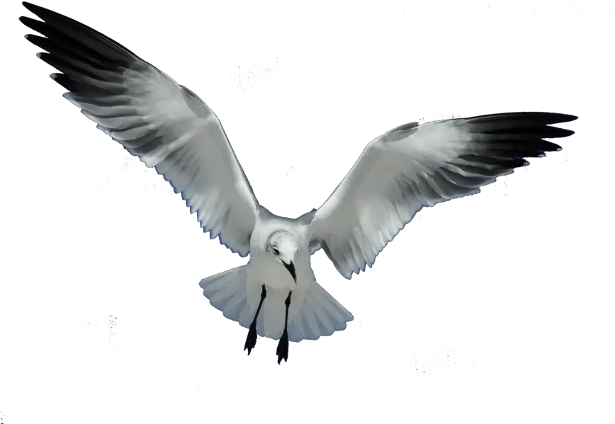  Gulls Bird European Herring Gull Flight Png Seagull