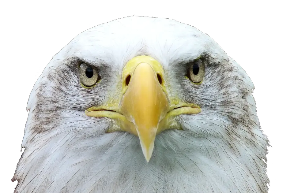  Adler White Tailed Eagle Bald American Eagle Head Png Eagle Head Png