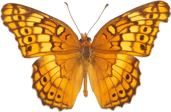  Yellow Butterfly Png Transparent Background Yellow Butterfly Png Yellow Butterfly Png