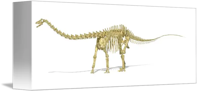  D Rendering Of A Diplodocus Dinosaur Skeleton Si By Stocktrek Images Dinosaur Png Dinosaur Skull Png