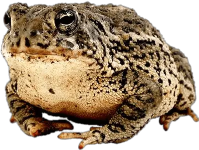  Toad Transparent Png Harry Potter Frog Pet Toad Png