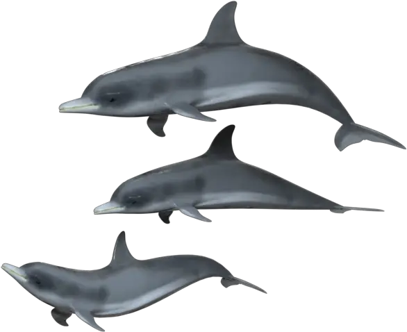  Png Dolphin Group Transparent Background Dolphin Transparent Background