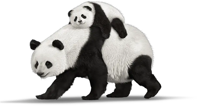  Panda Png Animal Images Bear Transparent Real Panda Png Cute Panda Png