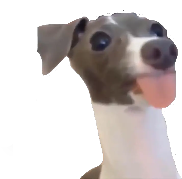  Dog Vine Funny Meme Yeet Dog Meme Transparent Png Funny Dog Png