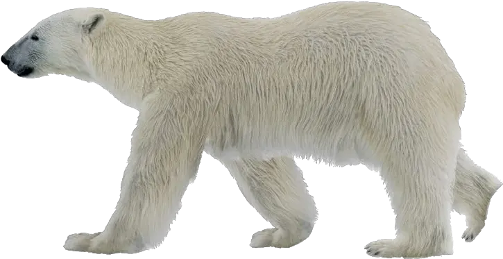  Polar Bear Png Photo