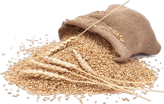  Organic Wheat Wheat Images Hd Png Flour Png