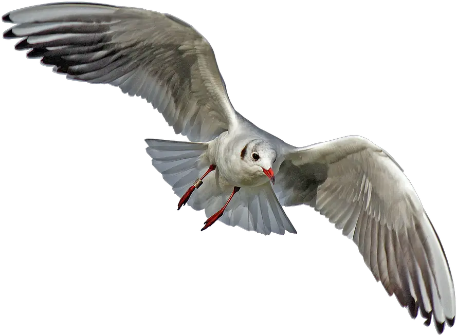  Flying Seagull Bird Png Transparent One Bird Flying Png Fly Transparent Background