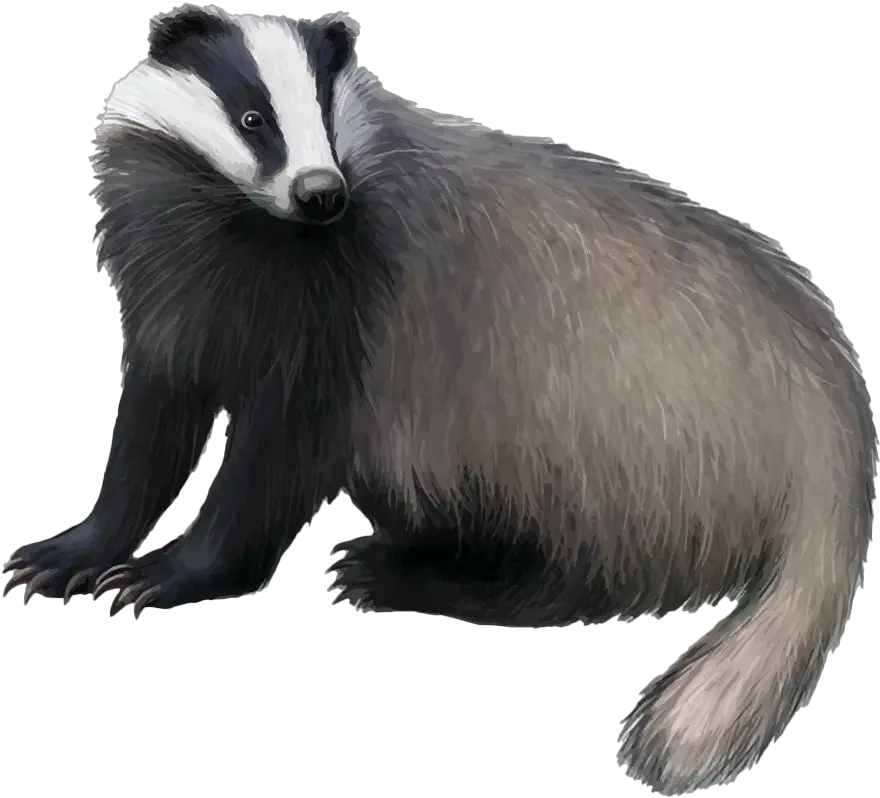  Honey Badger Transparent Png Mart Badger What Do They Eat Raccoon Transparent Background