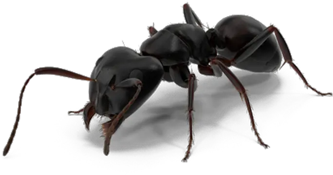  Ant Man Spiderman Black Ants Png Download 10001000 Ants On White Background Ants Png