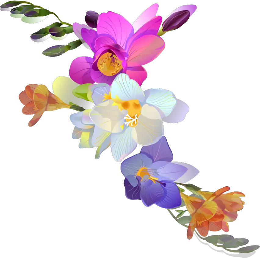  Png Clipart Free Freesia Spring Flowers Png