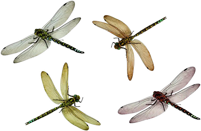  Dragonfly Png Transparent Dragonflypng Images Pluspng Dragon Fly Png Fly Png