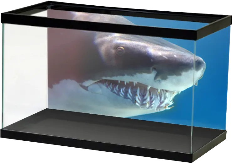  Shark Background Aquarium Aquarium Backgrounds Football Png Shark Transparent Background