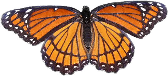  Download Hd Monarch Butterfly Monarch Butterfly Tumblr Png Butterfly Transparent