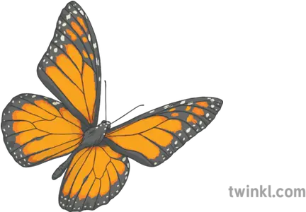  Butterfly Monarch Insect Bug Minibeast Spring Migration Ks3 Transparent Brandy Melville Sticker Png Monarch Png