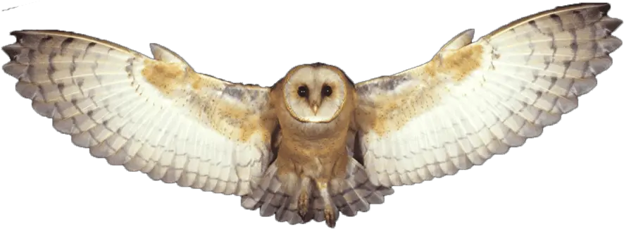  Png Owl Barn Owl Png Owl Transparent Background