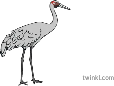  Brolga Australian Crane Bird Ks1 Illustration Twinkl Long Png Crane Bird Png