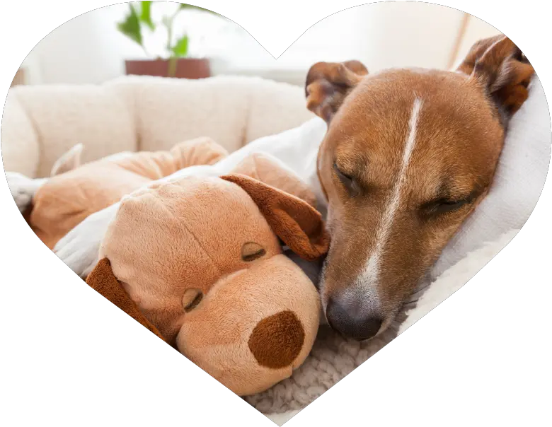  Dog Walking Overnight Pet Sitting In Home Boarding U0026 Cat Do Dogs Know When They Are Dying Png Dog Sitting Png