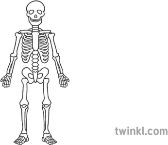  Proportional Skeleton Black And White Esqueleto En Blanco Y Negro Png Skeleton Arm Png