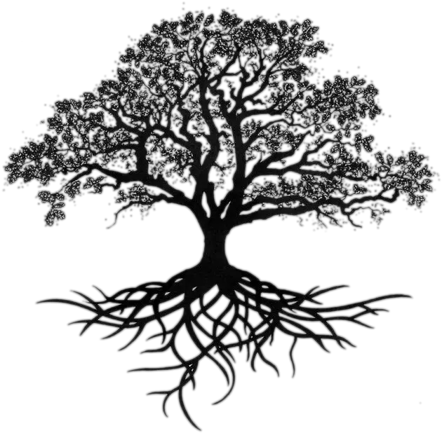  Tree With Long Roots Transparent Png Oak Tree Tattoo Live Oak Png