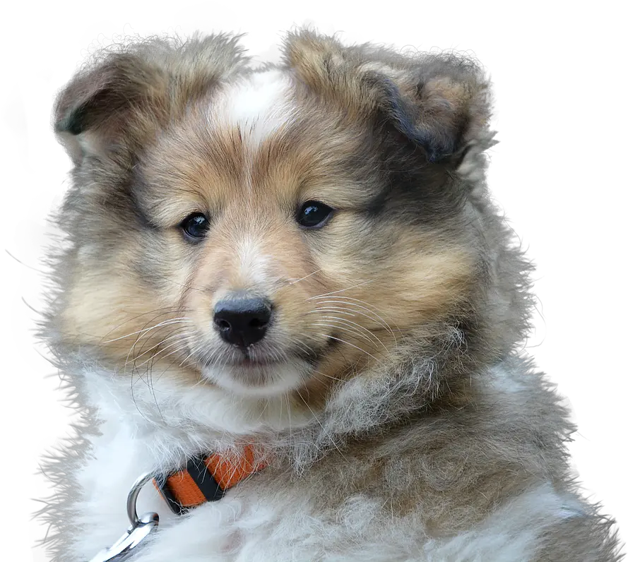  Dog Cute Isolated Lof Chien Png Sad Dog Png