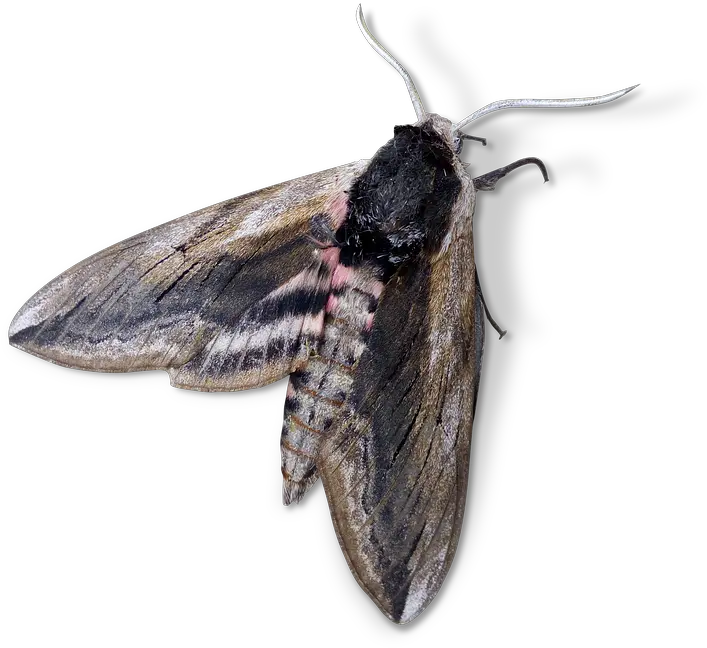  Search Results Of Pngpsd Andor Jpeg Images Snipstock Transparent Moth Png Moth Png