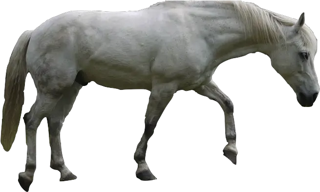  White Horse Transparent Png Mustang