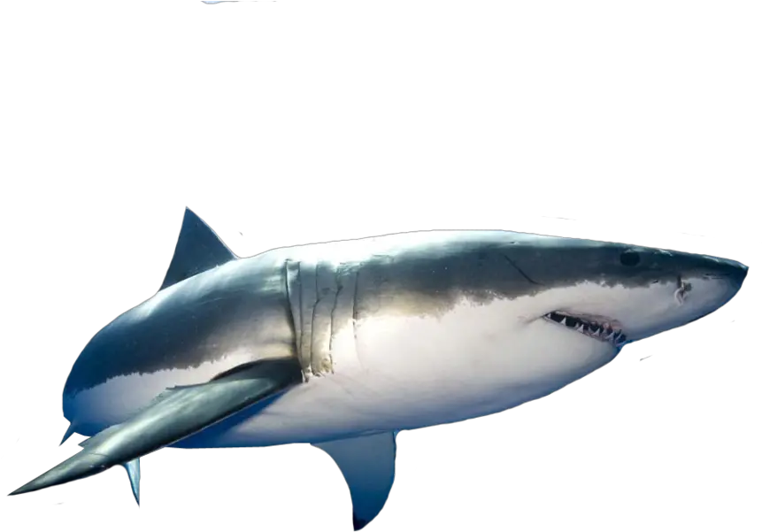  Great White Shark Png Transparent Great White Shark Psd Great White Shark Png