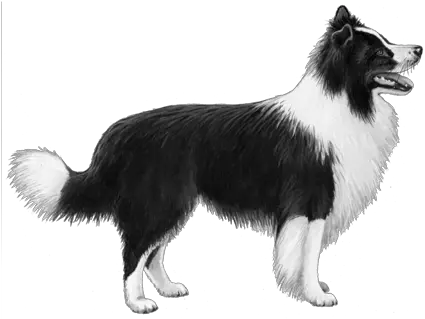  Border Collie Border Collie Png Border Collie Png