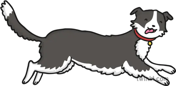  Running Border Collie Dog Illustration Twinkl Dogs Png Border Collie Png