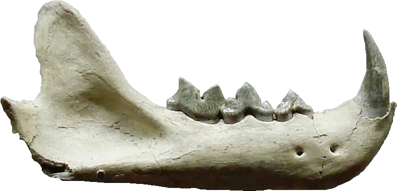  Filepseudaelurus Teethpng Wikimedia Commons Pseudaelurus Fossil Teeth Png