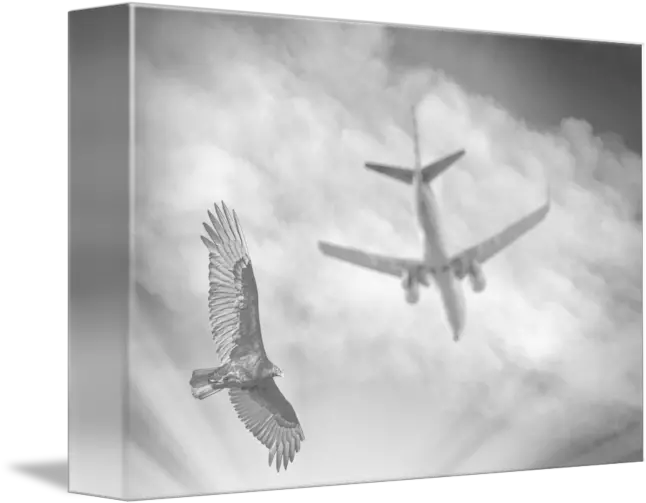  Large Bird Flying With Plane By Eric And Paula Rucket Aircraft Png Birds Flying Transparent