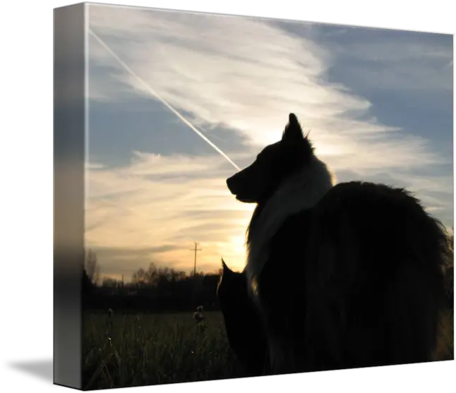  Sheltie And Cat Silhouette By Veronica Dowling Northern Breed Group Png Cat Silhouette Transparent