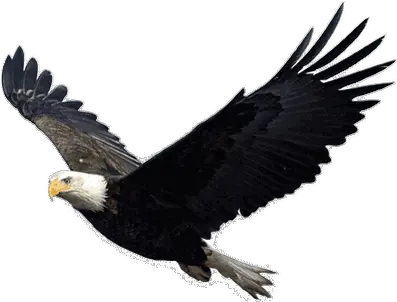  Eagle Head Transparent Png Stickpng Eagle Flying Transparent Background Eagle Head Png