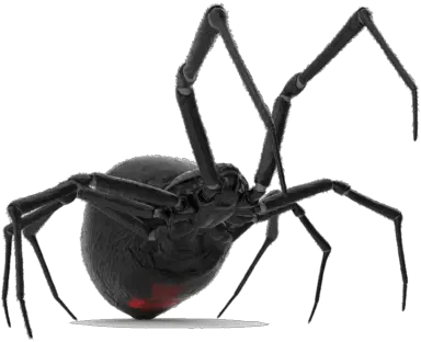  Spider Control In Apple Valley California The Best Service Black Widow Png Black Widow Spider Png