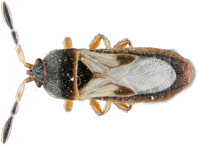  Insect Database Facts Hulett Environmental Service Florida Lawn Pests Png Transparent Bug