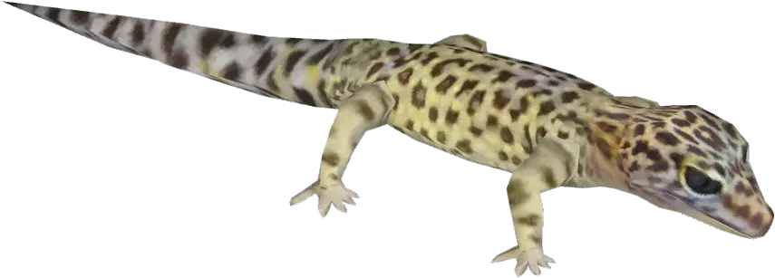  Leopard Gecko House Geckos Png Leopard Gecko Png