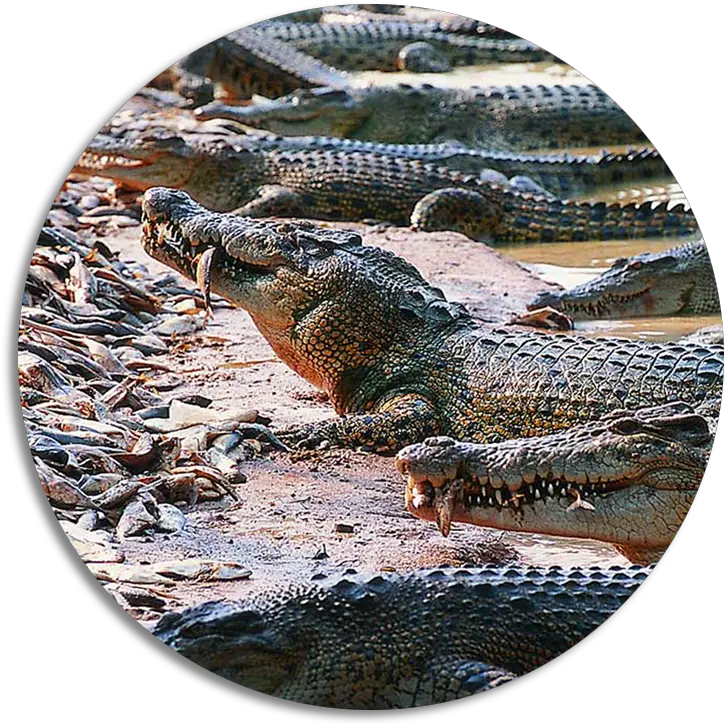  Image All Type Of Crocodile Transparent Cartoon Jingfm Million Years Stone Park Pattaya Crocodile Farm Png Crocodile Transparent